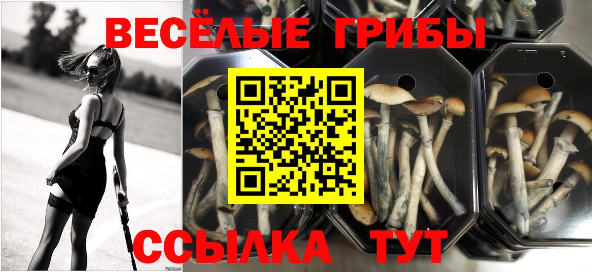Сегежа  Галлюциногенные грибы Psilocybe  Галлюциногенные грибы MAGIC MUSHROOMS  Вход с VPN 